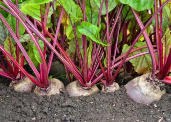 Буряк сходить швидко і дружно