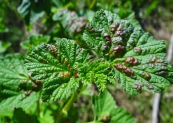 Стовпчаста іржа на ягідних кущах