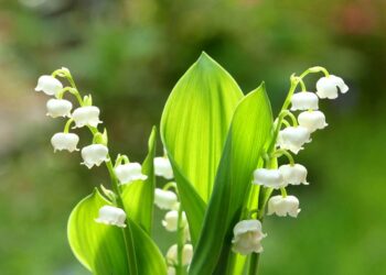 Про лікувальні властивості конвалії