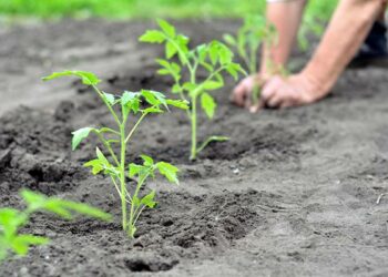 Розсаду висаджують у похмуру погоду