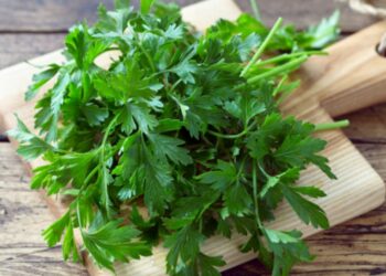 Про деякі лікувальні властивості петрушки
