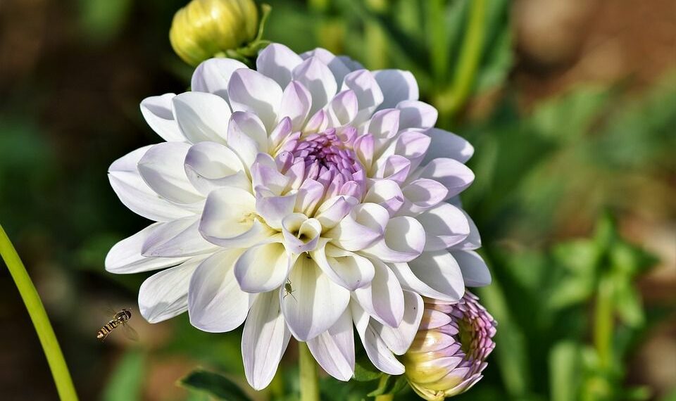 Жоржини люблять тепло