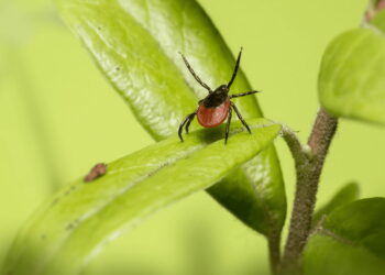 Кліща треба якнайшвидше витягнути