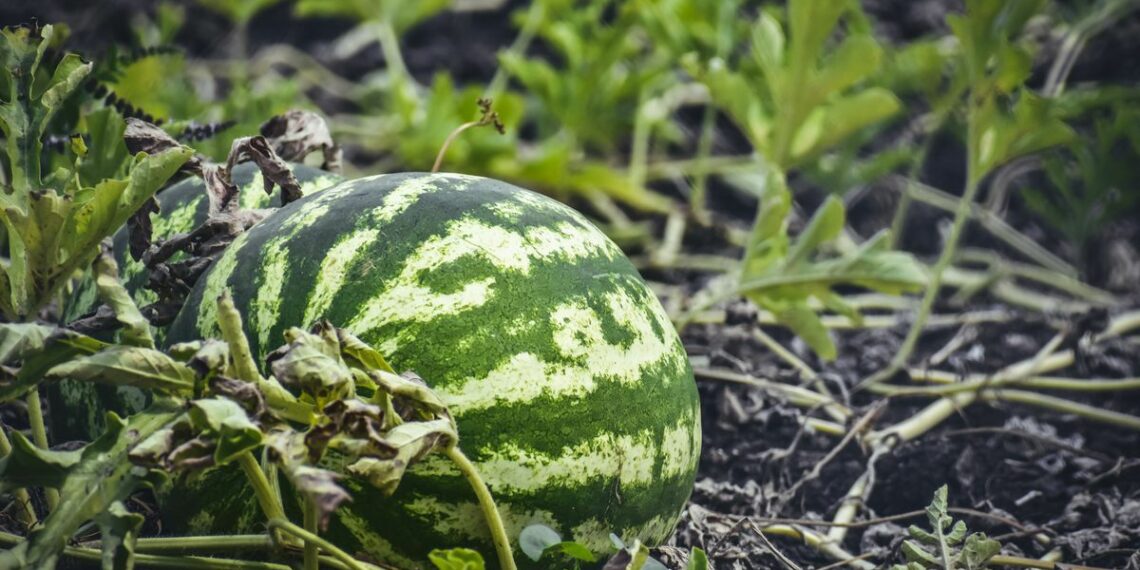 Кавуни на грядках і… в діжках