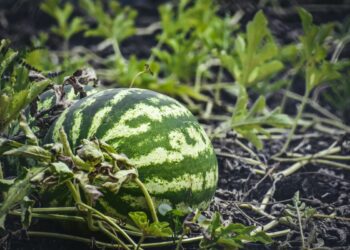 Кавуни на грядках і… в діжках