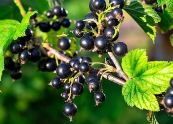 Смородина віддячить за підживлення