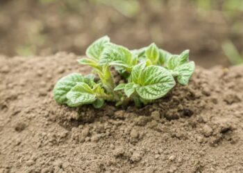 Догляд за картоплею потрібно починати до появи сходів