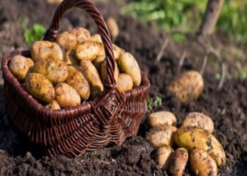 Картоплю підгортають після дощу