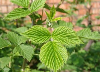 Заготовляємо листя малини