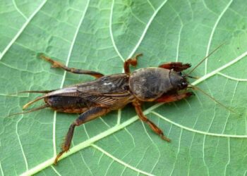 Як позбутися капустянки