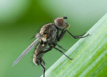 Цибулева муха не любить пухких ґрунтів