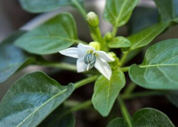 8 причин, чому перець скидає квіти і плоди