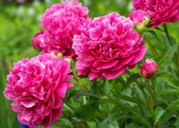 Не кожна півонія лікує