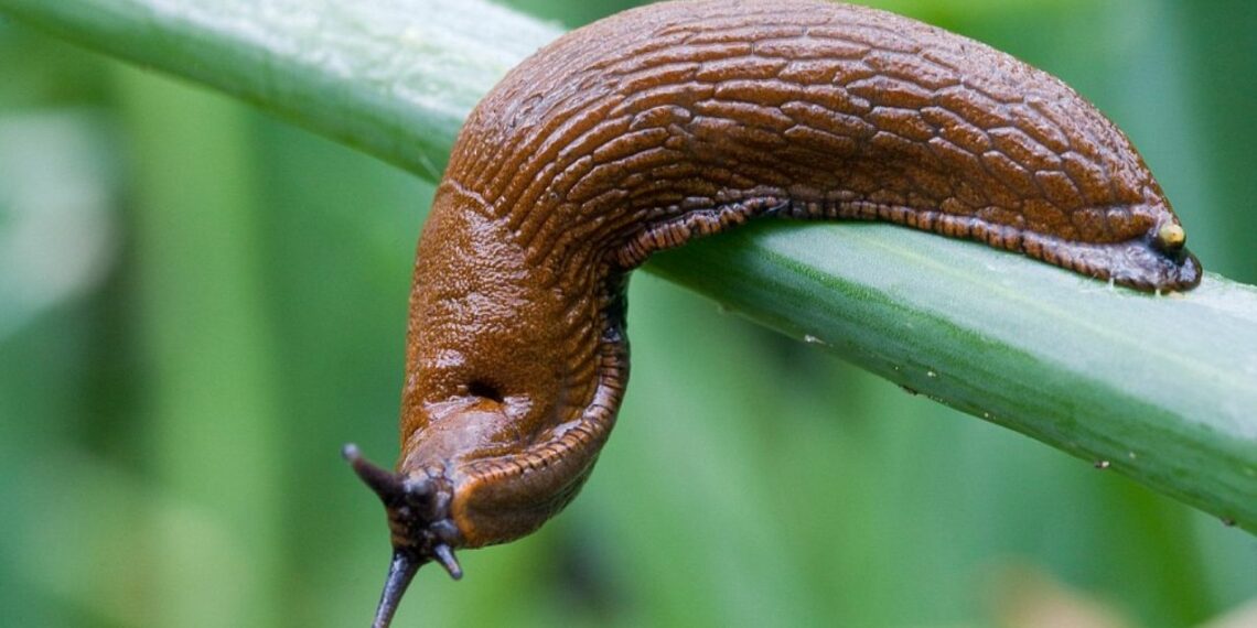 9 порад, як позбутися слимаків