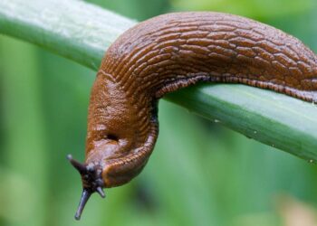 9 порад, як позбутися слимаків