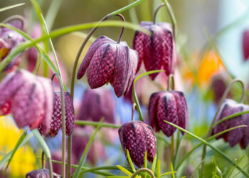 Чи викопувати рябчик після цвітіння?