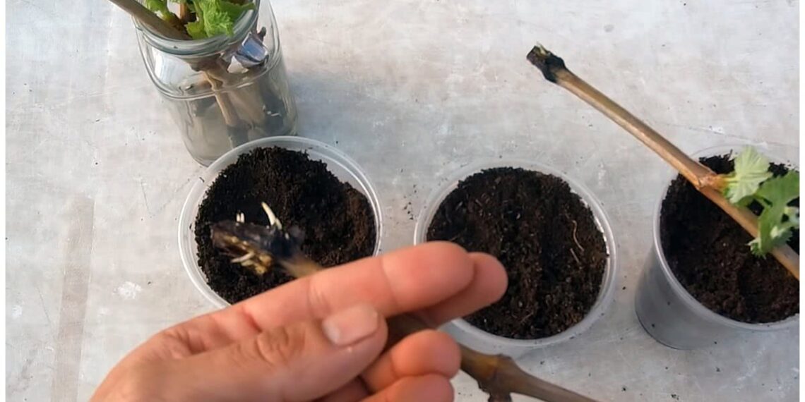 Час укорінювати живці