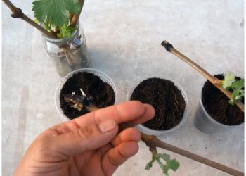 Час укорінювати живці