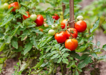 Як підготувати грядку під помідори