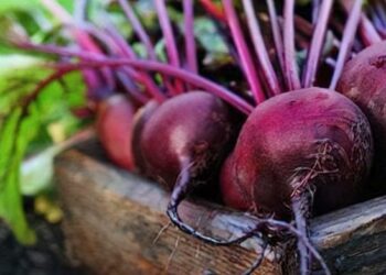 Як правильно поливати буряки, щоб вони були солодкими