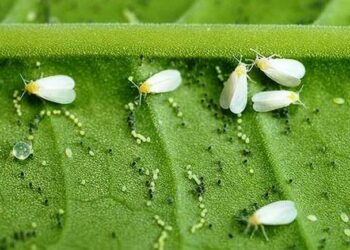 5 ефективних способів, як боротися з білокрилкою