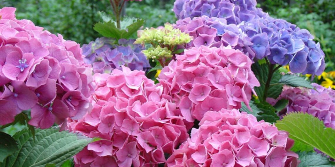 Як живцювати гортензії