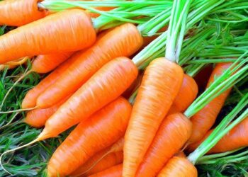 Велика морква, якщо проріджена