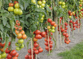 10 секретів догляду за високорослими томатами