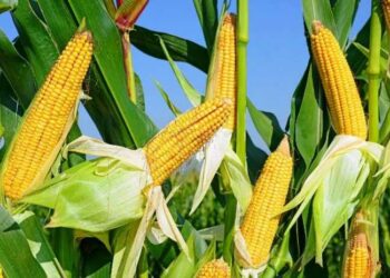 Чи потрібно пасинкувати кукурудзу