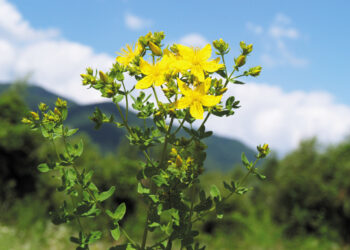 Цілитель із золотистим цвітом: про корисні властивості звіробою