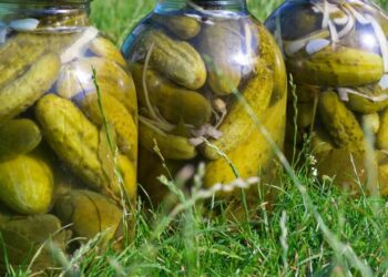 Квашені огірки — як бочкові