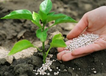 Кому азоту влітку?