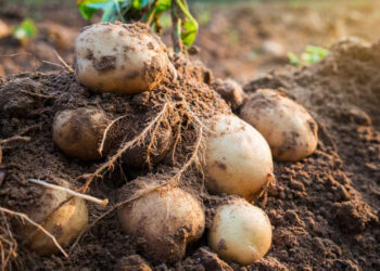 Що висадити після ранньої картоплі