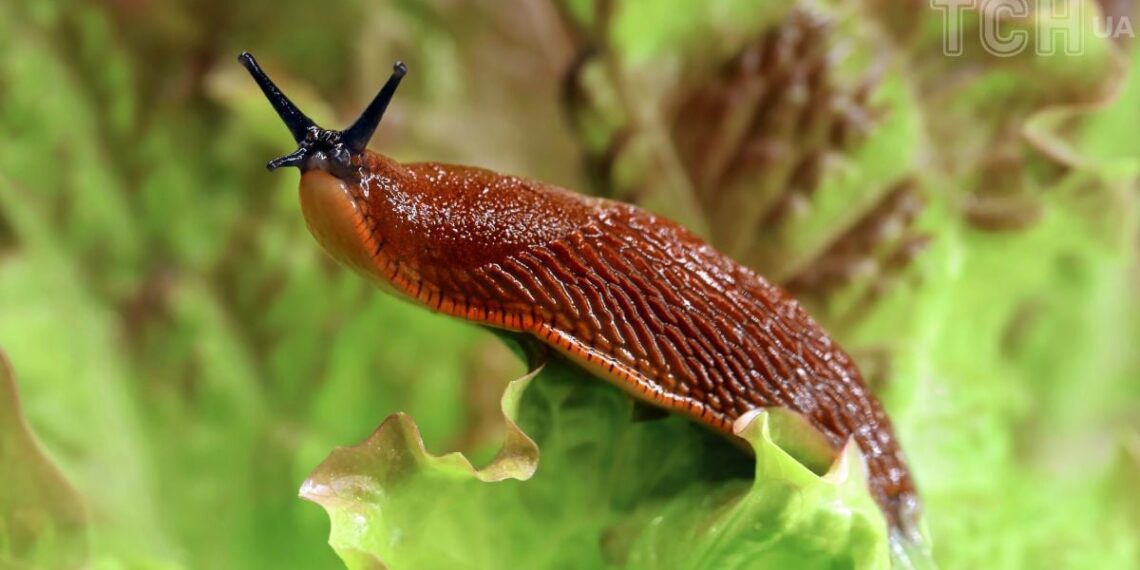 Як боротися з навалою слимаків і равликів