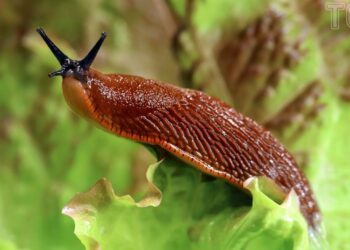 Як боротися з навалою слимаків і равликів