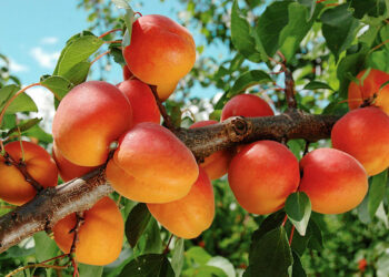 Чому листя абрикосів у дірочках?