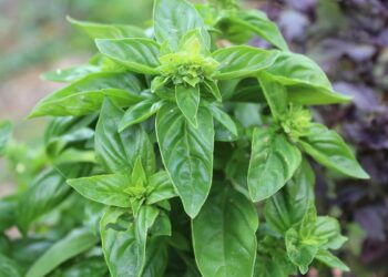 Навіщо прищипувати базилік