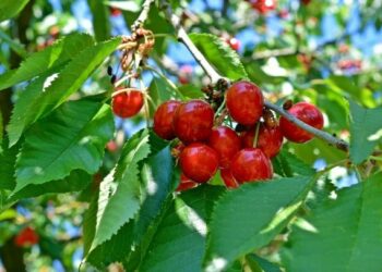 Вишнева муха: ефективні методи боротьби