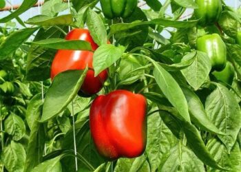 Чому перець кучерявий?