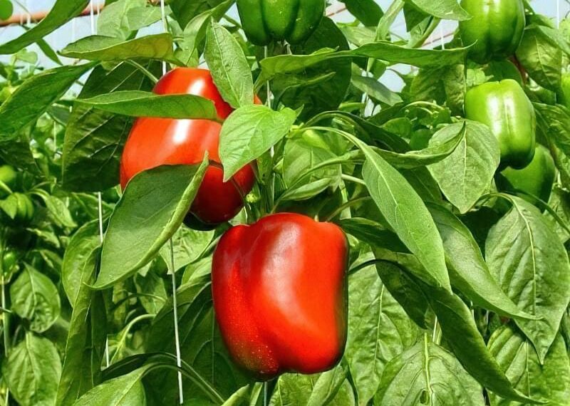 Чому перець кучерявий?