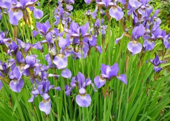 Півники відцвіли — квітконоси потрібно обрізати