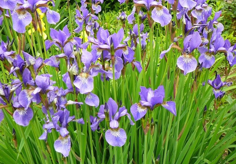 Півники відцвіли — квітконоси потрібно обрізати