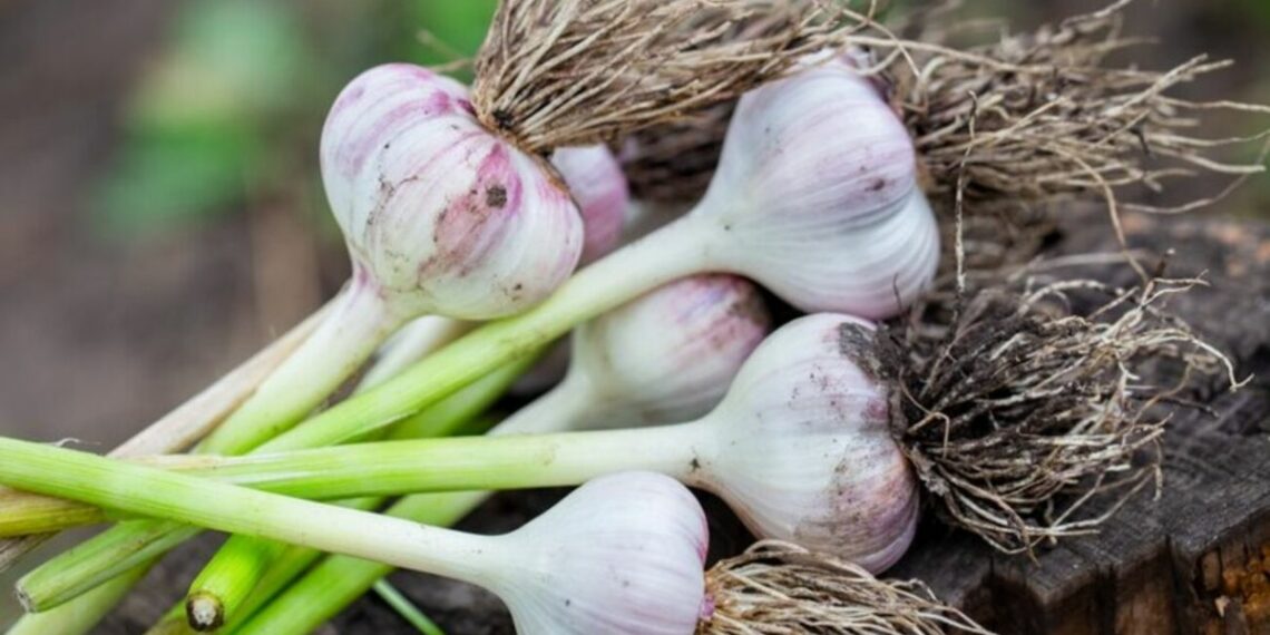 Для чого потрібно зав’язувати вузлики на часнику