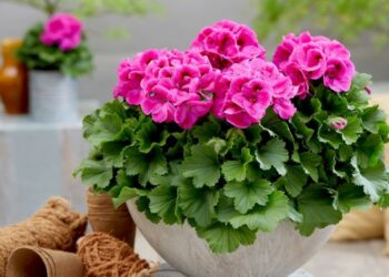 Живцюйте пеларгонію