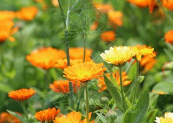 Нагідки проженуть шкідників