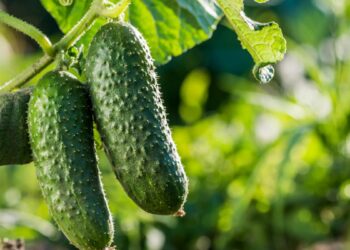 Про переваги посіву огірків у липні