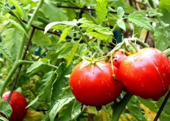 Підживлення помідорів для щедрого врожаю