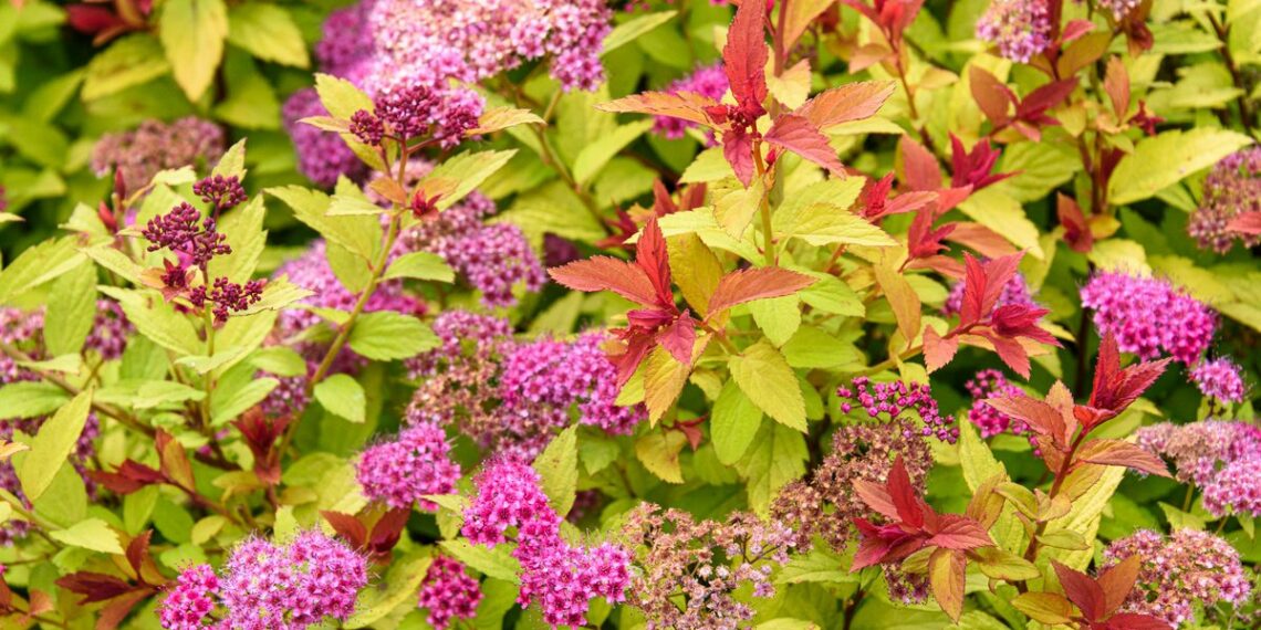 Коли стригти спірею