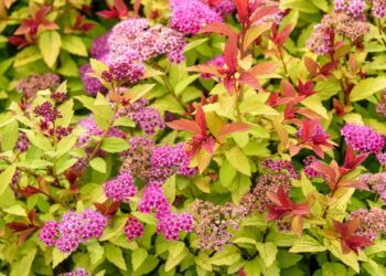 Коли стригти спірею