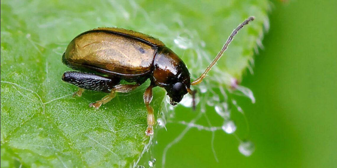 Проти хрестоцвітої блішки — полин і кульбаба